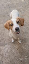 Cane taglia piccola