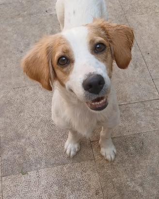 Cane taglia piccola