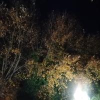  gratis legna di pioppo 