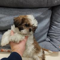 Cuccioli di schizu