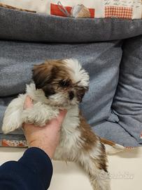 Cuccioli di schizu