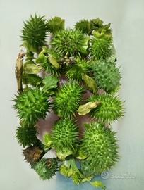 Erba del Diavolo (Datura stramonium)