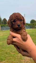 Cucciolo di barboncino nano red