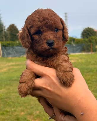 Cucciolo di barboncino nano red