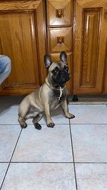 Accoppiamento Buldog francese