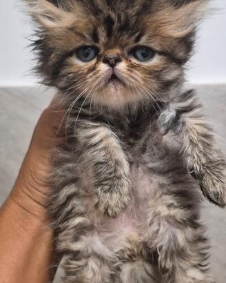 Gattini persiani