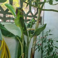 pianta di banano in vaso