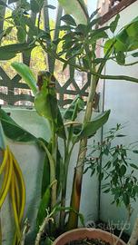 pianta di banano in vaso