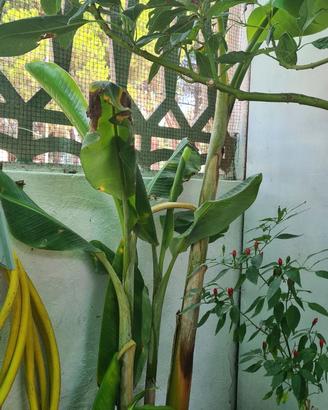 pianta di banano in vaso