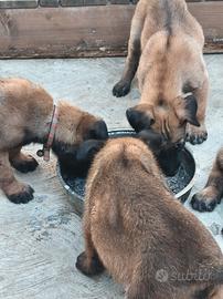 pastore belga malinois 