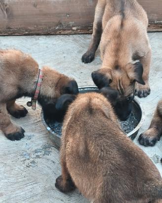 pastore belga malinois 