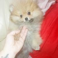 Cuccioli Spitz Tedesco nano Volpino Pomerania