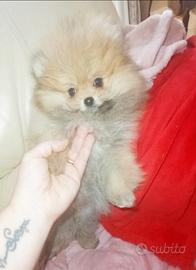 Cuccioli Spitz Tedesco nano Volpino Pomerania