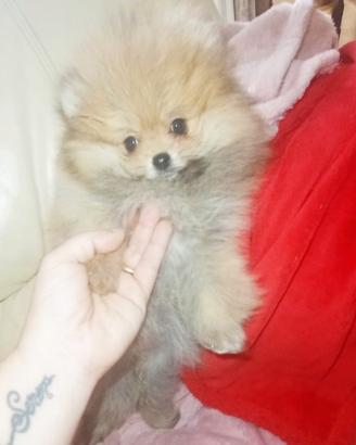 Cuccioli Spitz Tedesco nano Volpino Pomerania