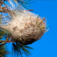 Iniezione dei tronchi contro la processionaria