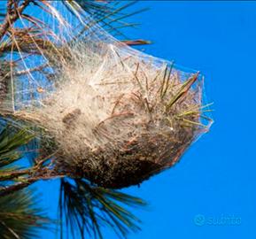 Iniezione dei tronchi contro la processionaria