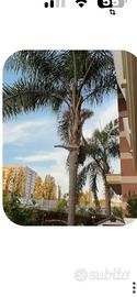 Palma Regina da giardino (da espiantare)