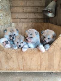 Cuccioli di akita inu