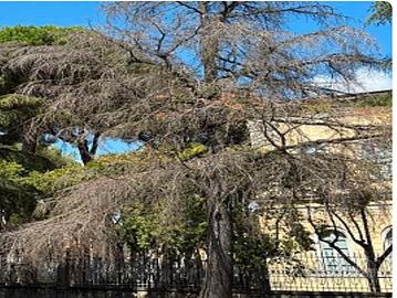 legna cedro del libano da abbattere