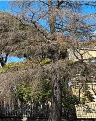 legna cedro del libano da abbattere