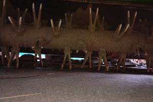 Falciacondizionatrice deutz fahr