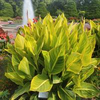 Canna Indica Yellow Tiger (PIANTA)