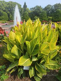Canna Indica Yellow Tiger (PIANTA)