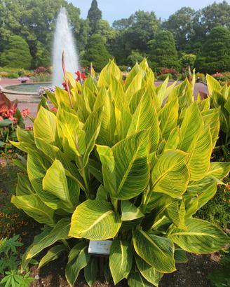 Canna Indica Yellow Tiger (PIANTA)