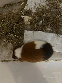 Cavia maschio