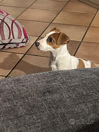 Cucciolo Jack Russell