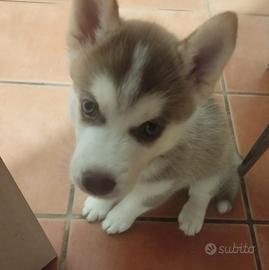 Cucciola Husky