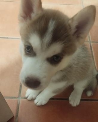Cucciola Husky