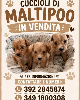 Cuccioli maltipoo