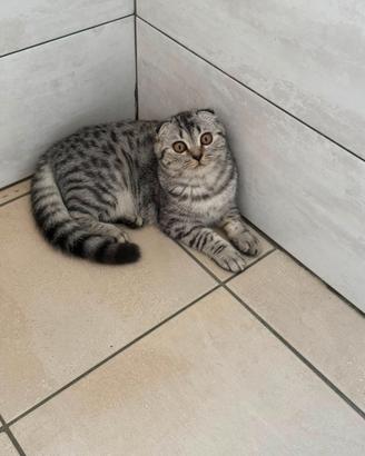Cucciola disponibile da subito scottish fold