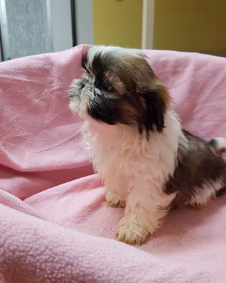 CUCCIOLI DI SHIH-TZU