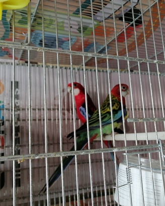 Rosella giovane