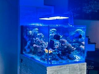 Aquario marino