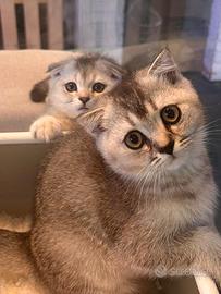 Scottish Fold e Straight - All. ENFI Hill Flowers