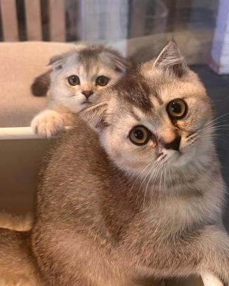 Scottish Fold e Straight - All. ENFI Hill Flowers