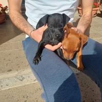Cuccioli Pinscher
