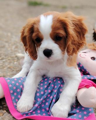 Cavalier King