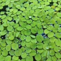   Salvinia natans pianta galleggiante acquario