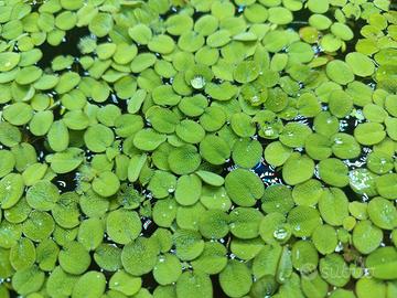   Salvinia natans pianta galleggiante acquario