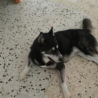 Siberian Husky