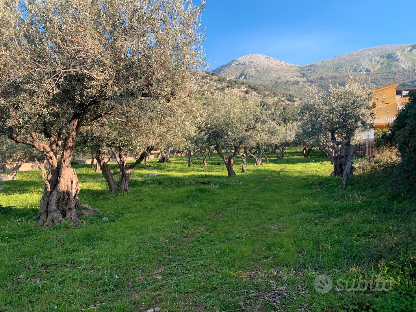 Uliveto Secolare - Vista 4