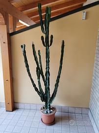 Cactus Euphorbia Eritrea