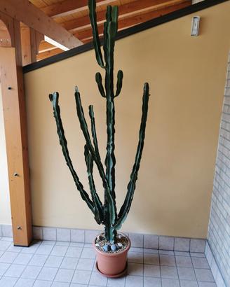 Cactus Euphorbia Eritrea