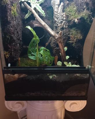 terrario bioattivo