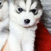 Siberian husky maschio