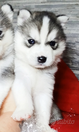 Siberian husky maschio